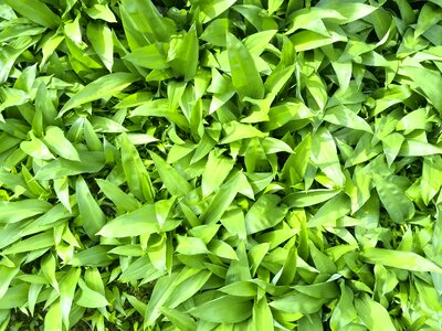Bear's garlic allium ursinum leaves