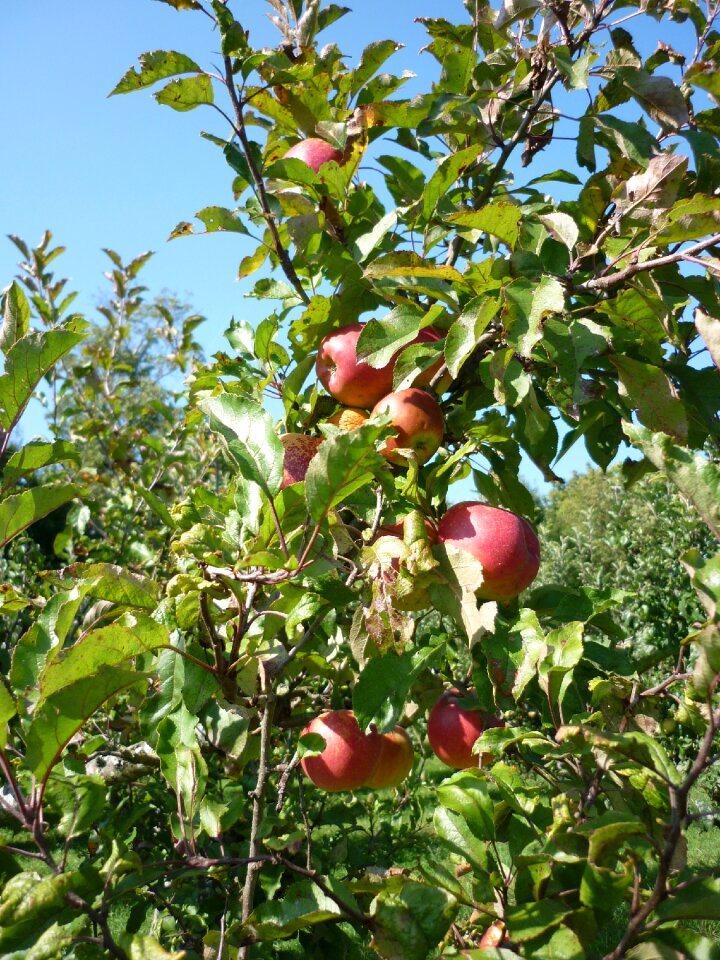 Fruit trees fruit harvest