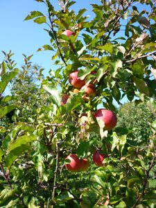 Fruit trees fruit harvest