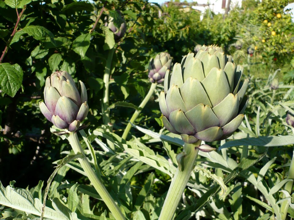 Close up macro artichoke