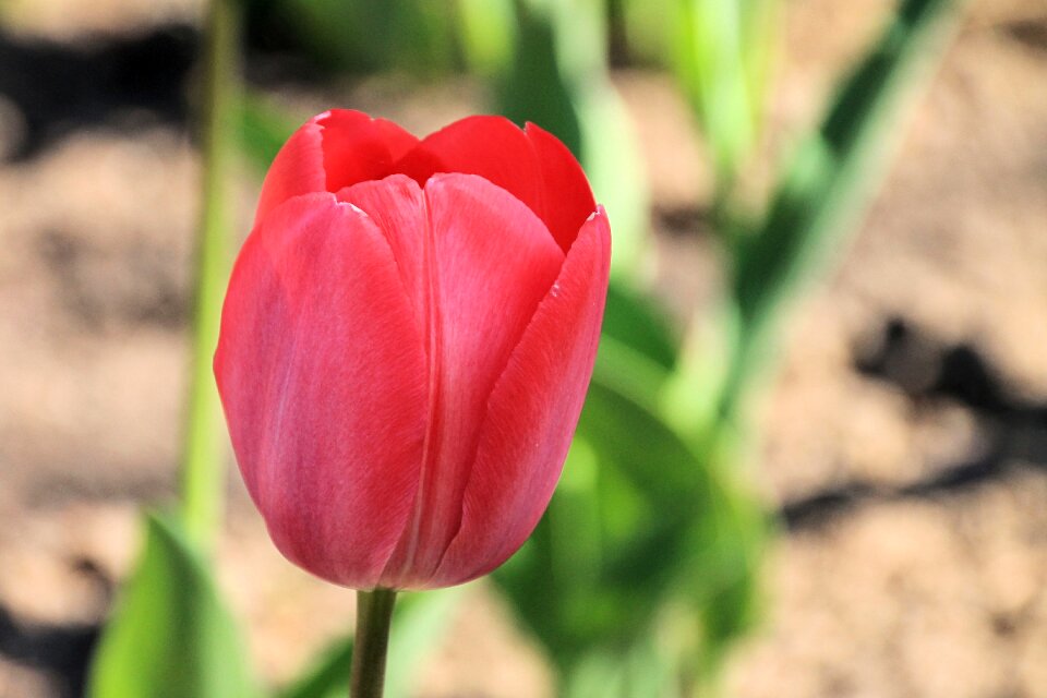 Spring flower spring flower