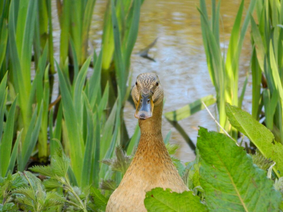 Wildlife lake bird