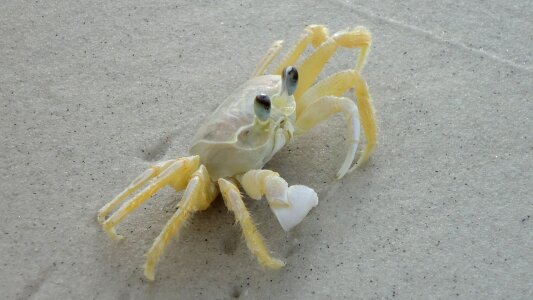 Mar crab white