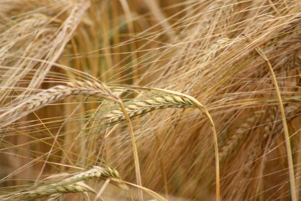 Danish agriculture cereal plant
