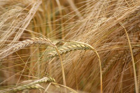 Danish agriculture cereal plant