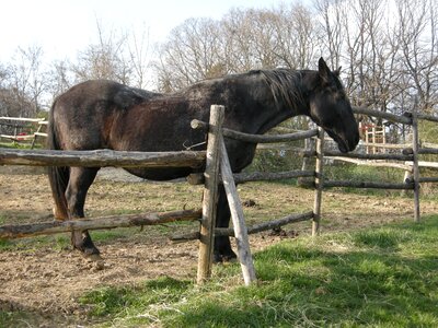 Horse farm black horse