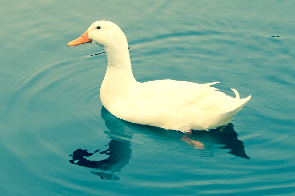 Waterbirds water