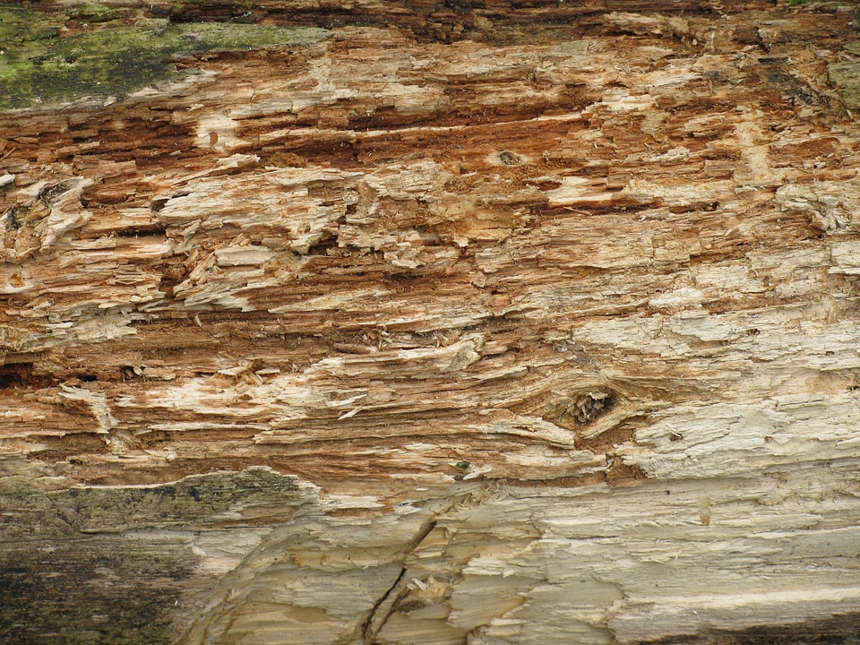Brown nature backdrop