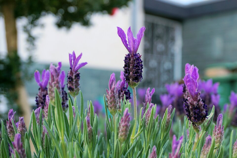 Smell violet nature