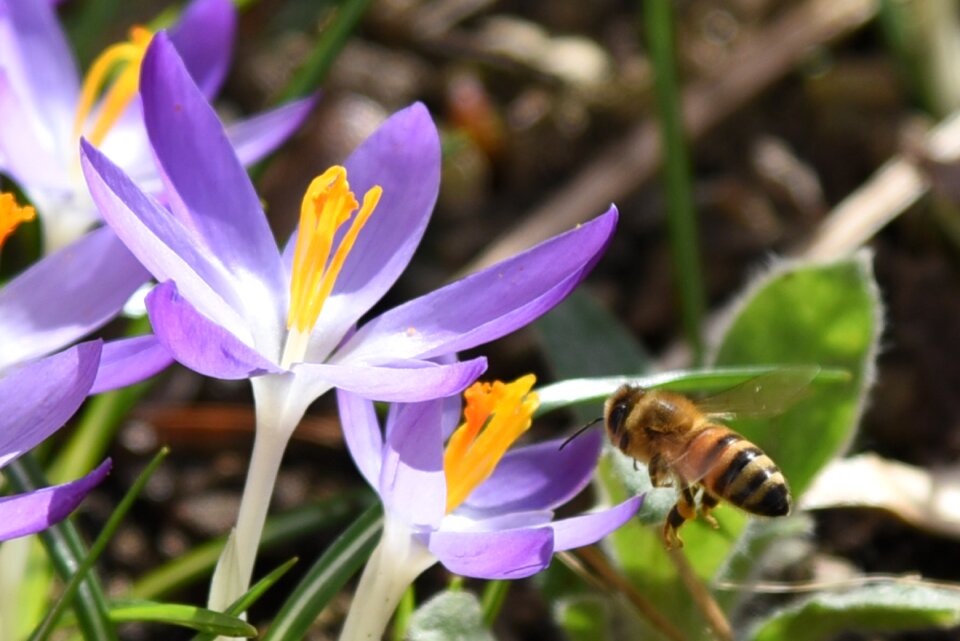 Flower nature violet photo