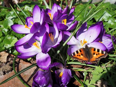 Crocus butterfly spring