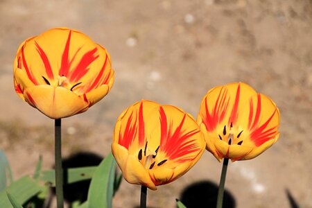 Spring flamed garden