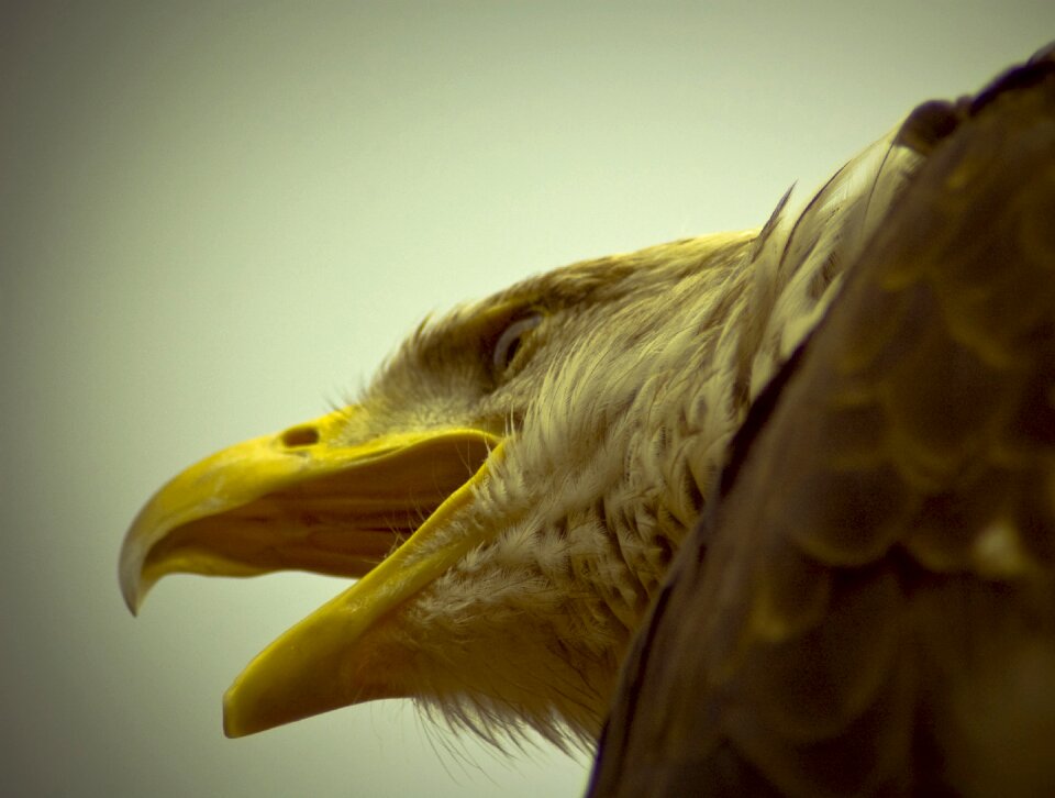Raptor heraldic animal europe