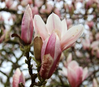 Magnolia blossom ornamental spring photo
