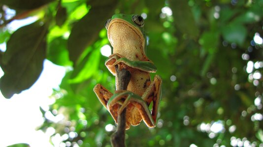 Tree phyllomedusa wild animal