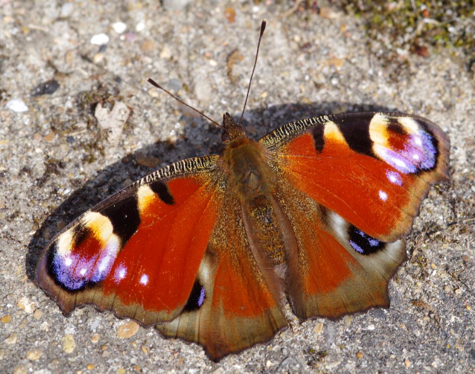 Colorful insect wing