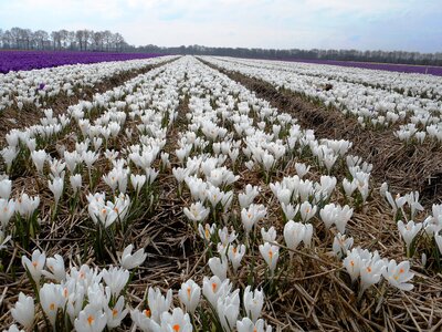 Bulbs bulb spring