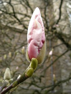Magnolia tree magnolia blossom spring photo