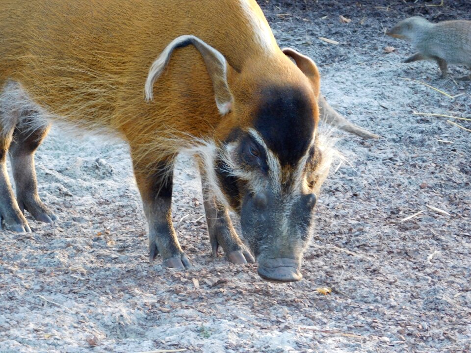 Brush ear pig zoo animal