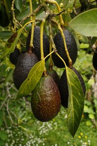 Natural fruit and vegetables ripe