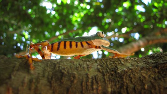 Tree phyllomedusa wild animal