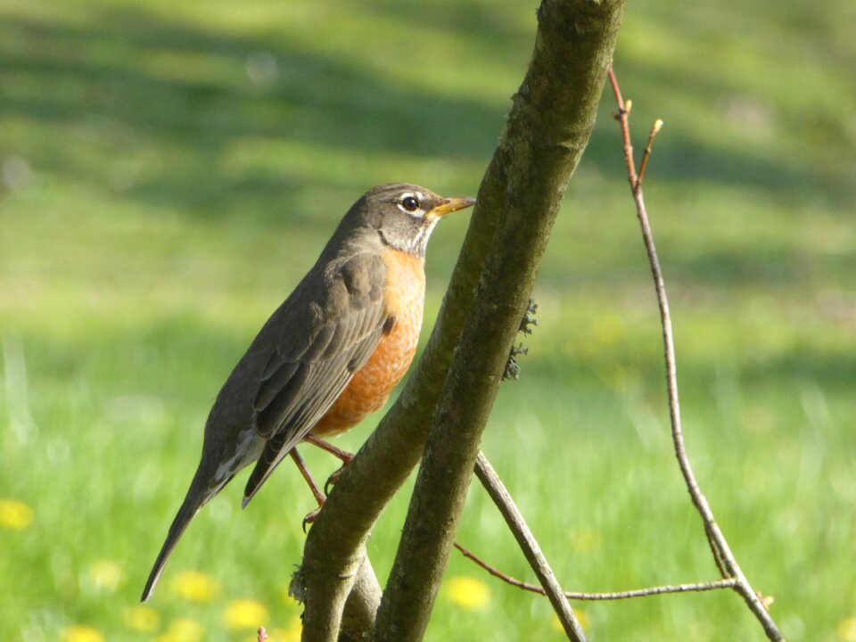 Redbreast wildlife nature