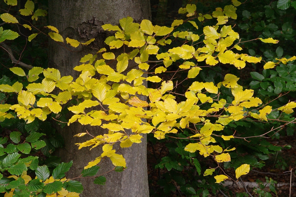 Fall foliage golden autumn golden october