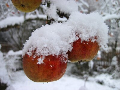 White winter apple photo
