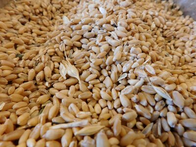 Seed cereal vegetarian