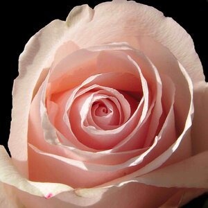 Rosette pink flowers summer flowers