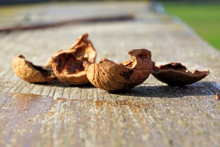 Nature brown shell