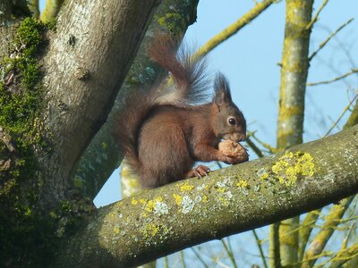 Tree nuts garden