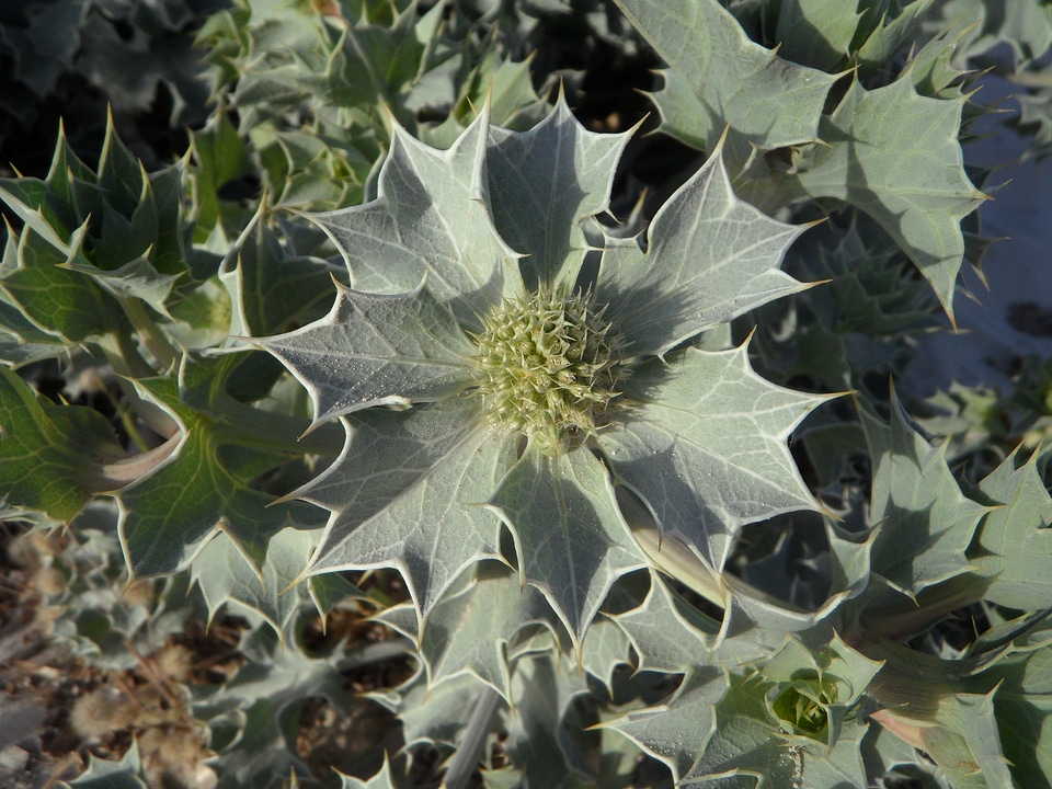 Dune plant dune vegetation wild plant