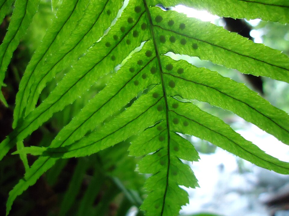 Plants nature forest