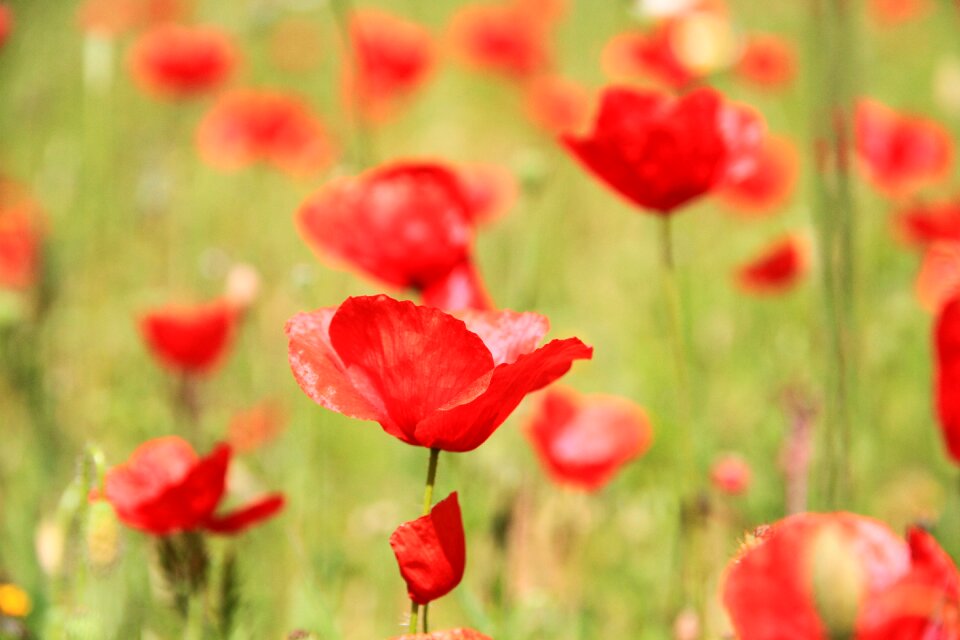 Poppies field spring