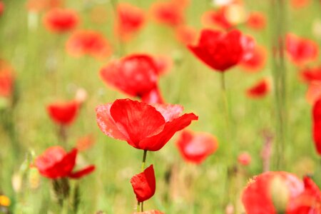 Poppies field spring