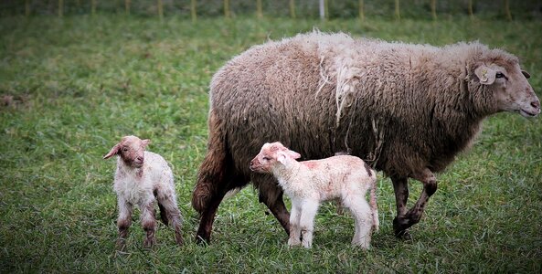 Nature animals birth