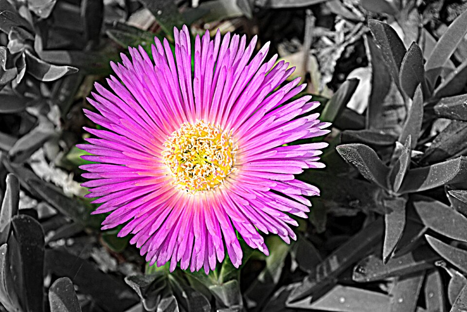 Bloom nature summer