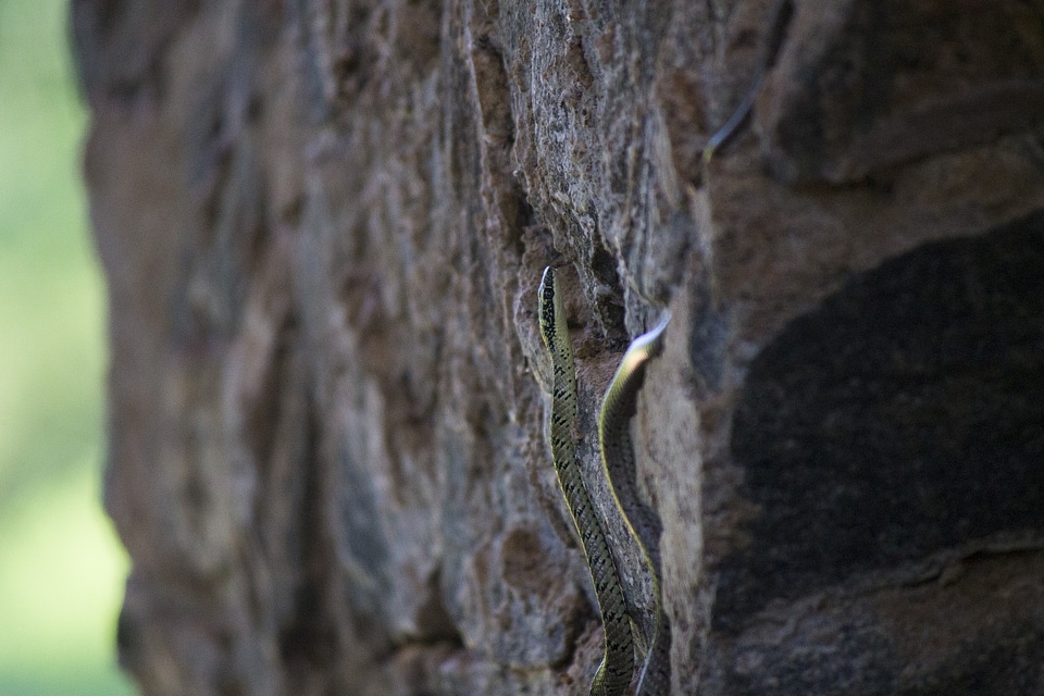 Climbing wildlife rock