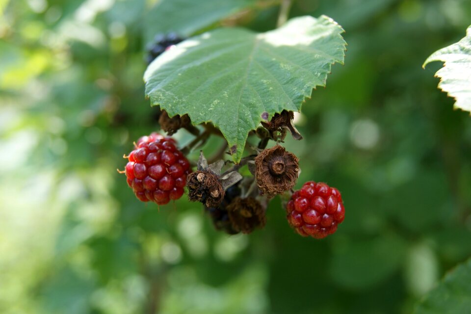 More redhead nature summer