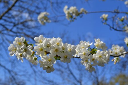 White fiorii cherry bloom photo