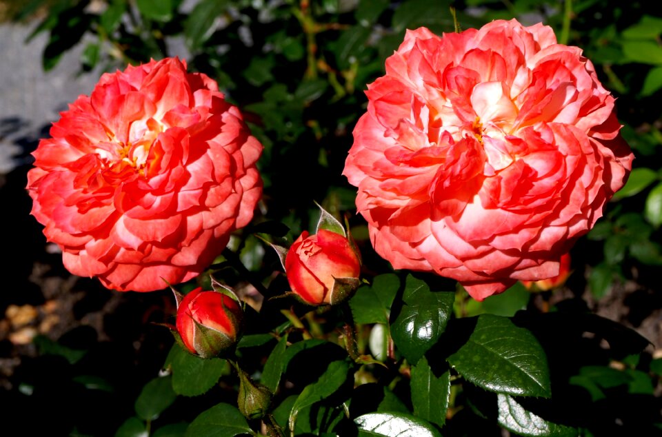 Rose blossom bloom