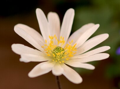 Wood anemone spring bloom photo