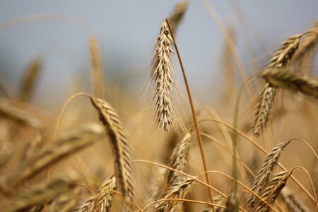 Crop agriculture denmark