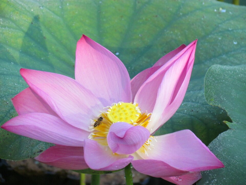 Nature honey pollen