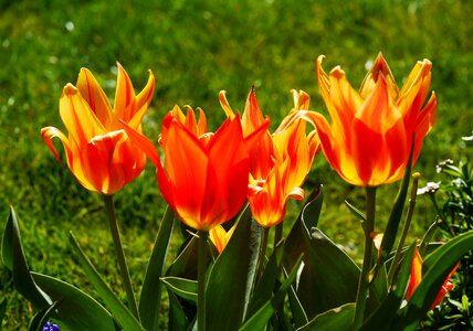 Colorful tulip cup flamed photo