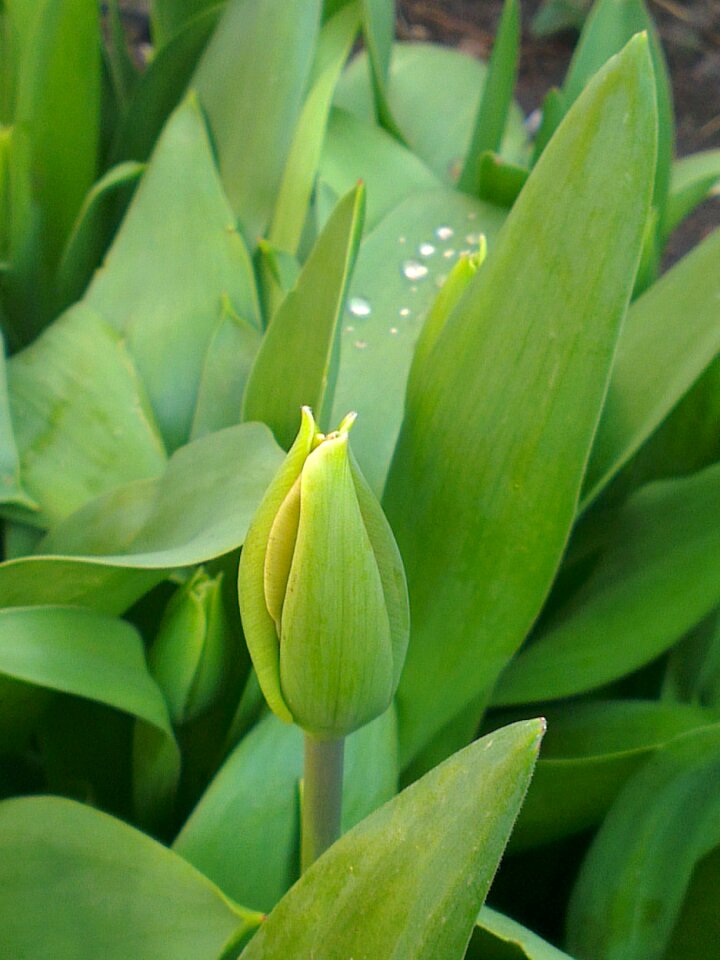 Drop tulips netherlands