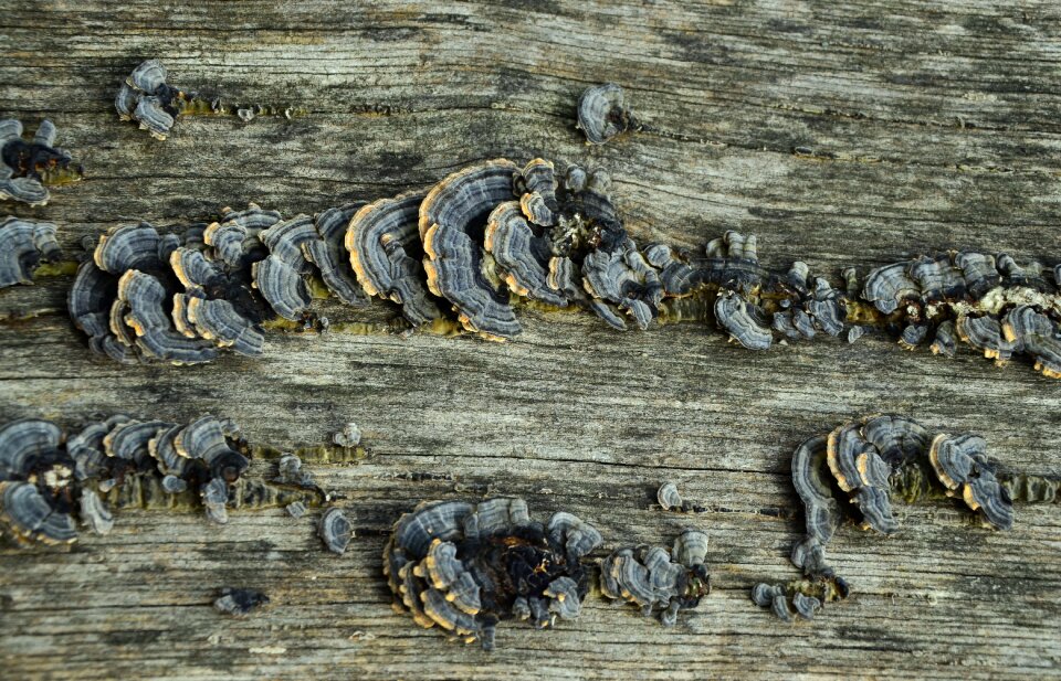 Fungal growth weathering background