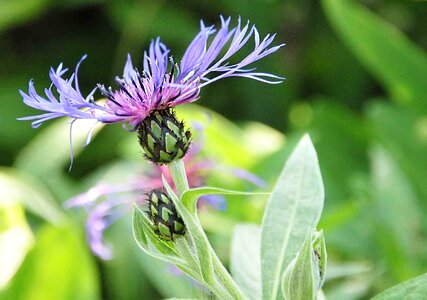 Flowers macro nature
