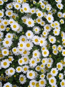 White chrysanthemum green photo